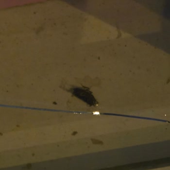 Bursa Gürsu Makbul Kuruyemiş’te Böcek Salgını Ve Hijyen İhlali