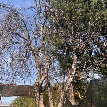 Kuru Ağaç Ve Elektrik Hattı Riski İçin Acil Müdahale Talebi