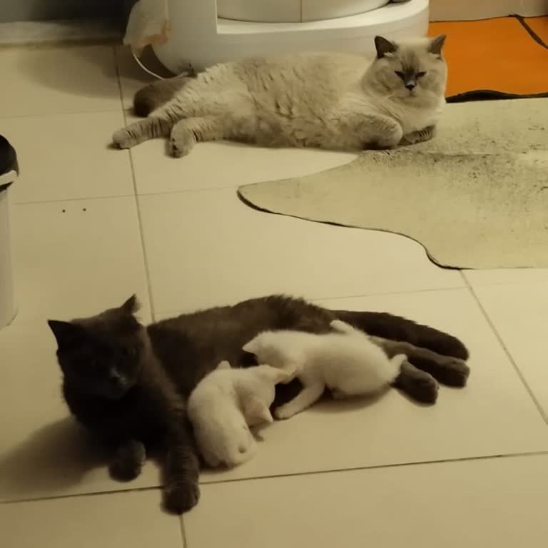 Trendyol’dan Alınan Kiwi Otomatik Kedi Tuvaletinde Koku Sorunu Ve Karbon Filtre Temini