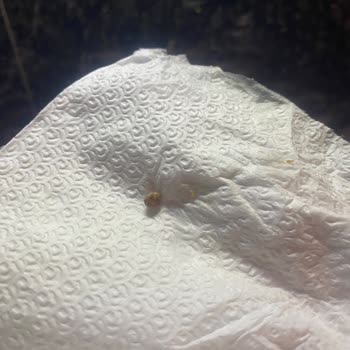 Yayla Aşurelik Buğdayında Taş Parçası Diş Kırılmasına Sebep Oldu