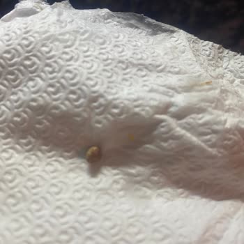 Yayla Aşurelik Buğdayında Taş Parçası Diş Kırılmasına Sebep Oldu