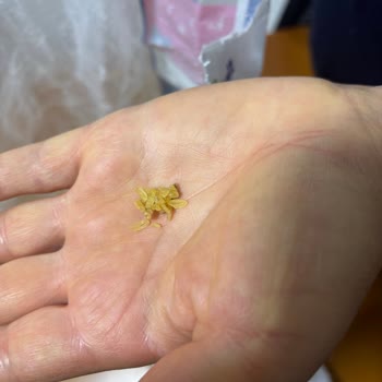 Yayla Pilavlık Bulgurda Topaklanma Ve Elektriklenme Sorunu