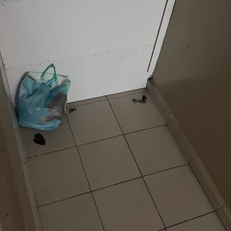 Okul Merdivenlerinde Kedi Dışkısı Ve Kötü Koku Sorunu Çözülmüyor
