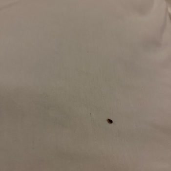 Walk Inn Hotel’de Tahta Kurdu İle Karşılaşılan Hijyen Skandalı Ve Obilet’in İade Reddine Tepki