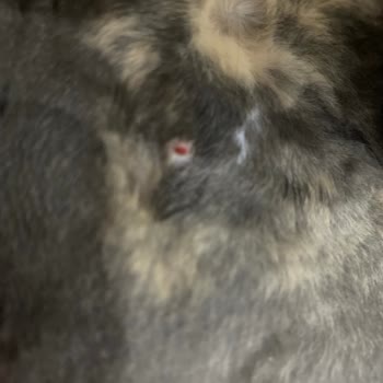 Safa Veteriner Kliniği Kedimin Memesi Kesilmesi Ve Veteriner Kliniğinin Sorumluluğu Reddedilmesi