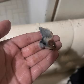 Sütaş Tatlımmm Çikolatalı Pudingde Küf Benzeri Yabancı Madde