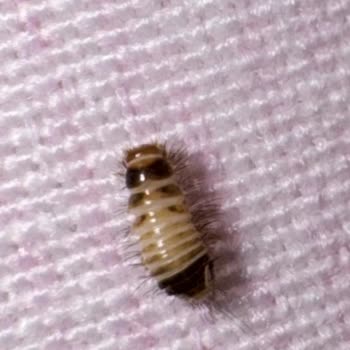 Bebek Bezinde Larva Görüldü: Acil Değişim Ve Sorumluluk Talebi
