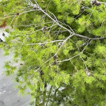 Elektrik Direğine Yaslanan Çam Ağacının Çürük Kolları Yangın Ve Kaza Tehlikesi Yaratıyor
