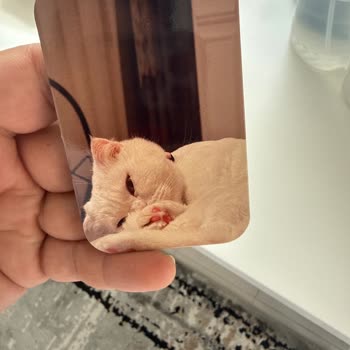 Hatalı Ve Karanlık Baskı, Özensiz Kargo Ve Çözüm Eksikliği