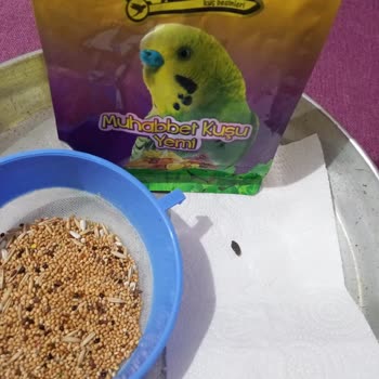 Quik Pet Food Muhabbet Kuşu Yemi İçinde Fare Dışkısı Bulunması
