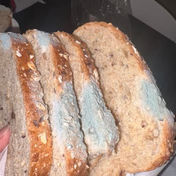 Yıl Öncesi Son Kullanma Tarihli Küflü Ekmek Satışı İçin İade Ve Özür Talebi