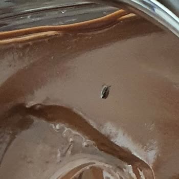 Sarelle Çikolatasında Böcek Bulunması Sağlık Ve Hijyen Endişesi Yarattı