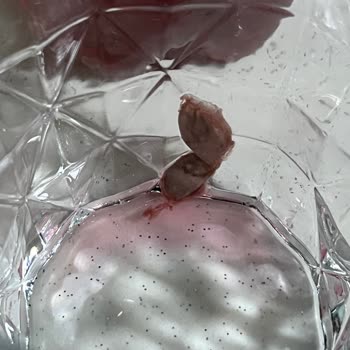 Pin İçeceğinde Yabancı Madde Bulunması Güvenimi Sarsıyor