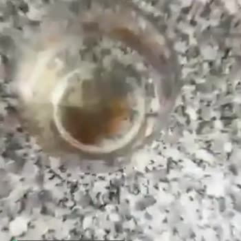 Harmana Sirkesinden Bu Şekilde Pırtı Çıktı