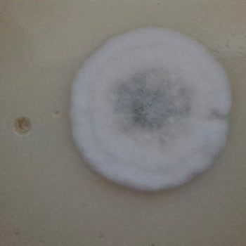 Urban Care Saç Wax Ürünün Küflü Çıkması Ve Geri Ödeme Talebi