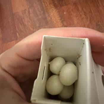 Mastiqe Sakızında Böceklenme, Son Kullanma Tarihi Henüz Geçmemiş Ve Sağlık Endişesi
