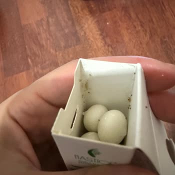 Mastiqe Sakızında Böceklenme, Son Kullanma Tarihi Henüz Geçmemiş Ve Sağlık Endişesi