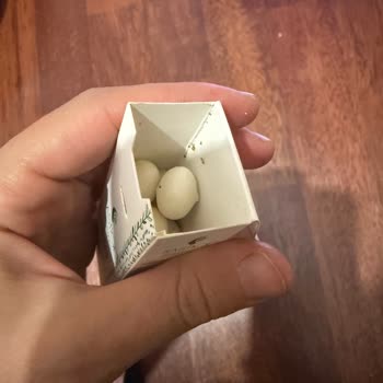 Mastiqe Sakızında Böceklenme, Son Kullanma Tarihi Henüz Geçmemiş Ve Sağlık Endişesi