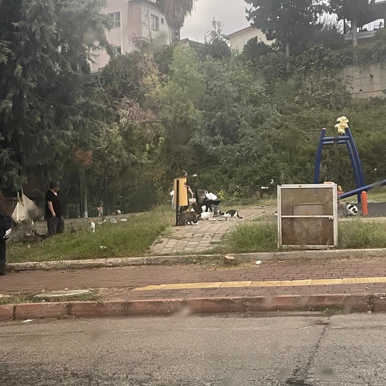 Çocuk Parkında Kedilere Yem Bırakma Ve Güvenlik Riski