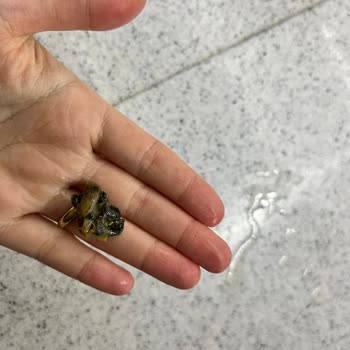 Tukaş Mısır Konservesinde Çürük Parça Ve Sağlık Endişesi