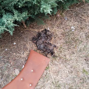İnönü Mahallesi Yürüyüş Yolunda Ölü Kedi Cesedi Ve Belediye İhmali