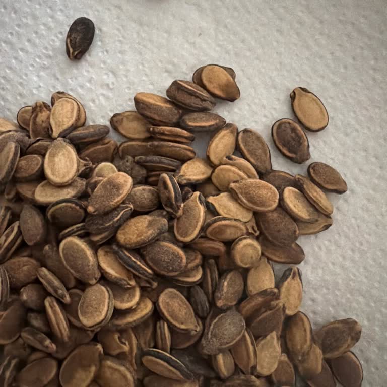 Aşırı Tuzlu Ve Sert Karpuz Çekirdeği, Taşlı Antepfıstıklı Muska, İade İmkânsız
