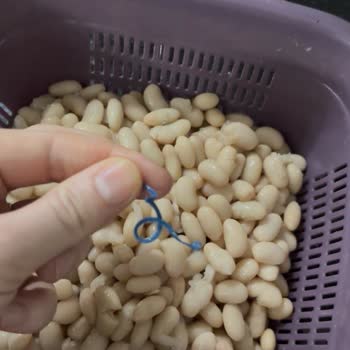 Şok Marketler Konserve Fasulyeden Çıkan Mavi Plastik Parça Gıda Güvenliğini Tehdit Ediyor