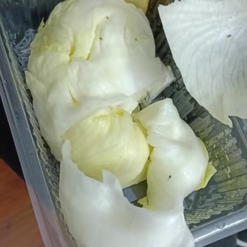Marullarda Canlı Kara Sinekler Ve Hijyen Riski