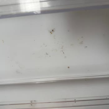 Karlanma Ve Kötü Koku Nedeniyle Buzdolabı Bozuldu, Hijyenik Olmayan Geçici Ürünle Mağdur Oldum