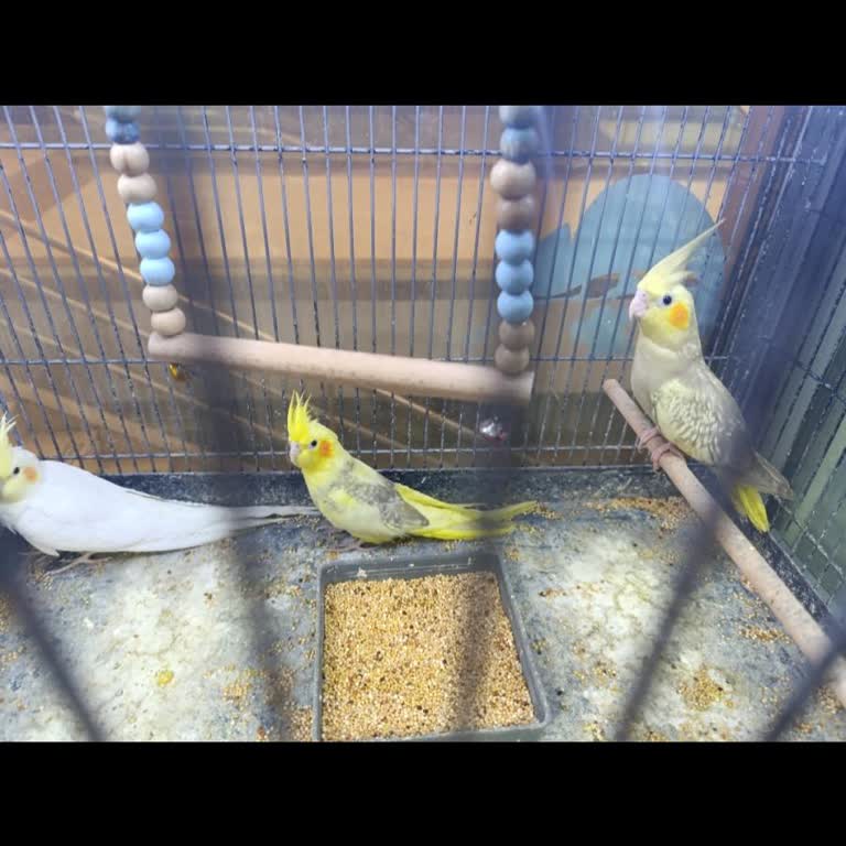 Plaza Pet Shop'ta Hastalıklı Papağan Satışı Ve İade Talebi