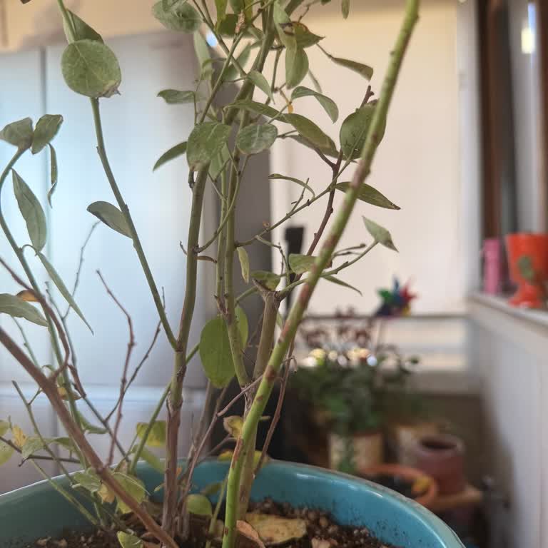 Sağlıksız Blueberry Fidesi Ve Cevapsız Müşteri Hizmeti