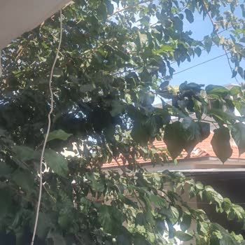 Elektrik Tellerine Temas Eden Ağaçta Acil Budama İsteği