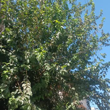 Elektrik Tellerine Temas Eden Ağaçta Acil Budama İsteği