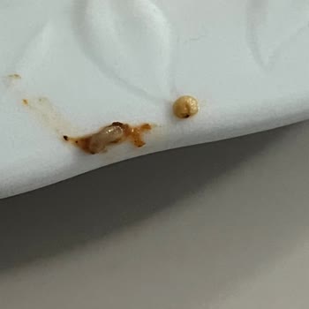 Lezita Döner Piliçte Larva Benzeri Oluşumlar Görüldü, Ciddi Gıda Güvenliği Sorunu