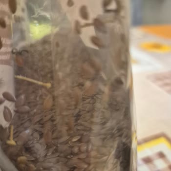 Yayla Keten Tohumunda Güve Ağına Benzer Yapılar Ve Yabancı Dallar