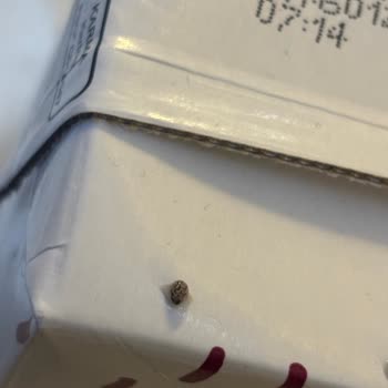 Haraş Sütünde Böcek Ve Yumurta Bulunması Çocuk Sağlığını Tehlikeye Atıyor