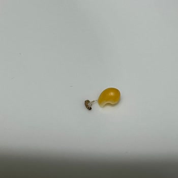 Migros Patlamış Mısırda Larva Ve Küflenmiş Ürün Teslim Edildi