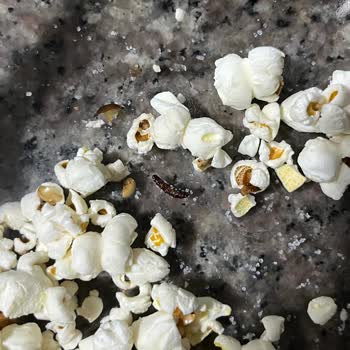 Migros Patlamış Mısırda Larva Ve Küflenmiş Ürün Teslim Edildi