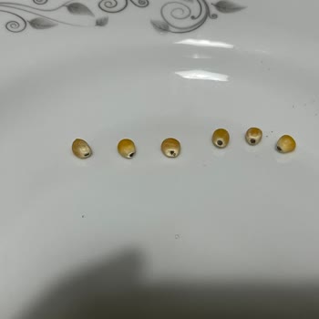 Migros Patlamış Mısırda Larva Ve Küflenmiş Ürün Teslim Edildi