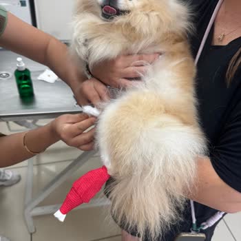 Ada Pet Kuaför Muğla Menteşe'de Köpeğime Zarar Verip Beni Darp Ettiler