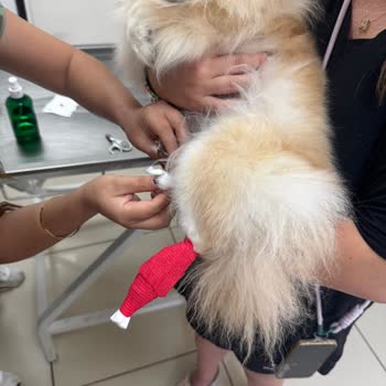 Ada Pet Kuaför Muğla Menteşe'de Köpeğime Zarar Verip Beni Darp Ettiler