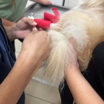 Ada Pet Kuaför Muğla Menteşe'de Köpeğime Zarar Verip Beni Darp Ettiler
