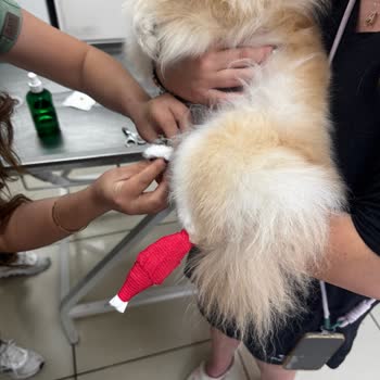 Ada Pet Kuaför Muğla Menteşe'de Köpeğime Zarar Verip Beni Darp Ettiler