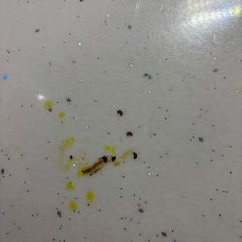 İndomie Noodle’da Larva Görülmesi Sağlık Riski Ve Güven Bozulması