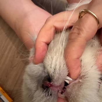 Topkapı Fatih Veteriner Hastanesinde Aşırı Maliyetli Ve Etkisiz Tedaviler