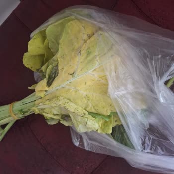 Getir'den Bozulmuş Kara Lahana Ücret İadesi