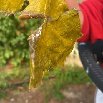 DHL Kargo’nun Eksik Ve Bozuk Gönderisi Nedeniyle 2.000 TL Zarar