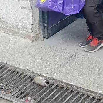 Getir Çayırova Depolarında Fare, Hijyen Ve Tehdit Sorunları