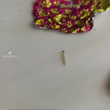 Ülker Çikolata İçinden Kurt Çıktı