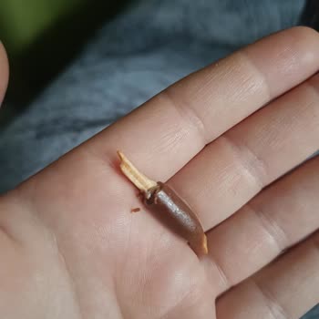 Kahve Dünyası Bonte Sütlü Ürününde Tahta Parçası